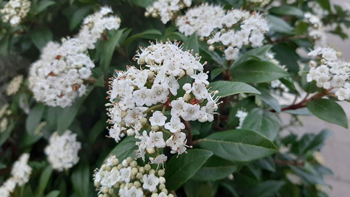 Viburnum Tinus - Yaprak Dökmeyen Kartopu 30 cm 10 Adet