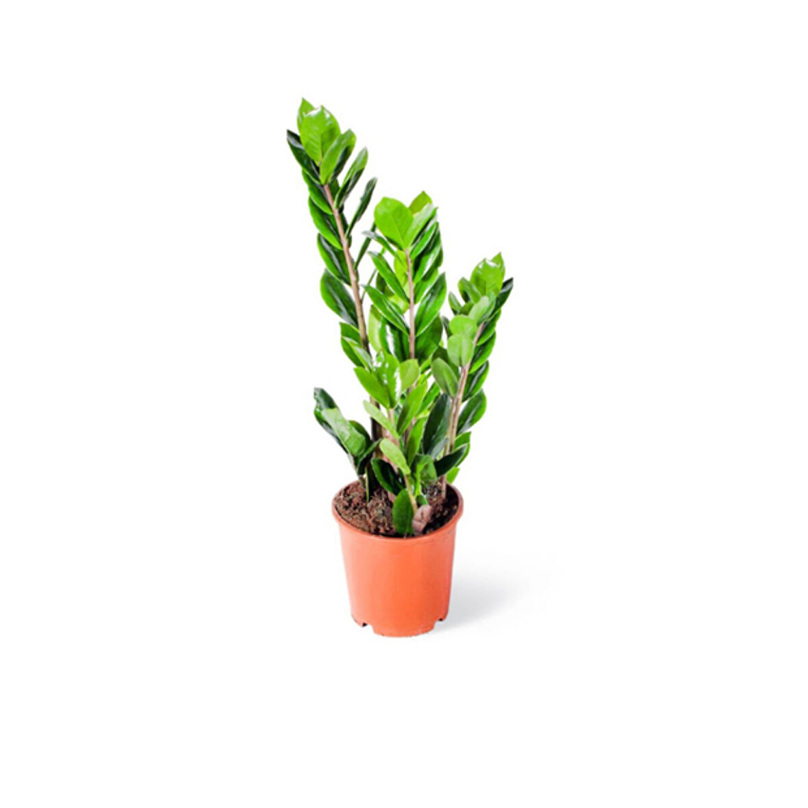 Zamia (Zeze çiçeği) 3 Adet