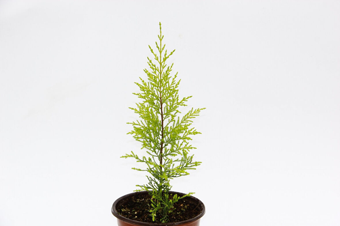 Limoni Servi (Cupressus Macrocarpa Goldcrest) 20-30 cm