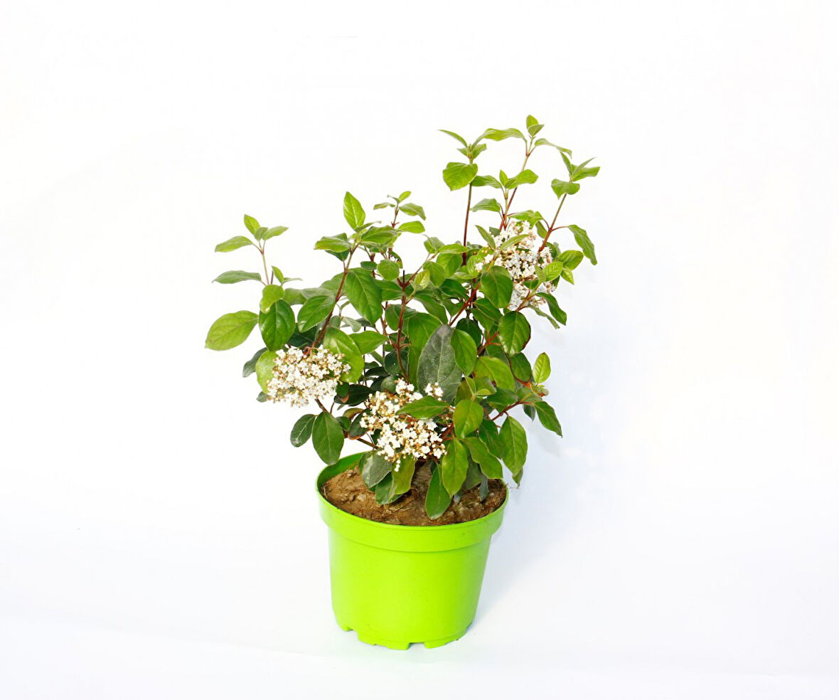 Viburnum Tinus - Yaprak Dökmeyen Kartopu Yeşil Saksıda 3 Adet