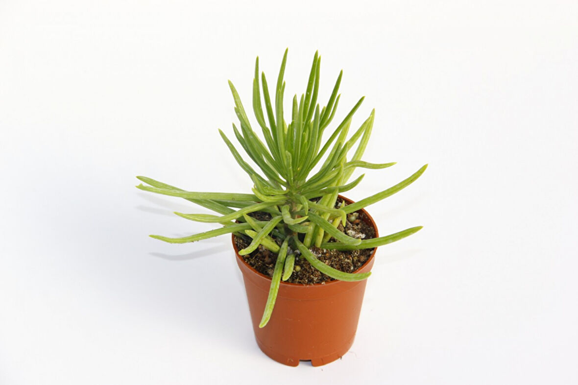 Senecio Barbertonicus Himalaya Sukulent - 5 Adet