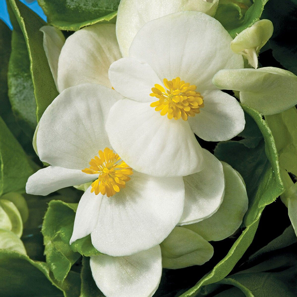 Begonya Çiçeği Beyaz Begonıa Semperflorens 45 Adet