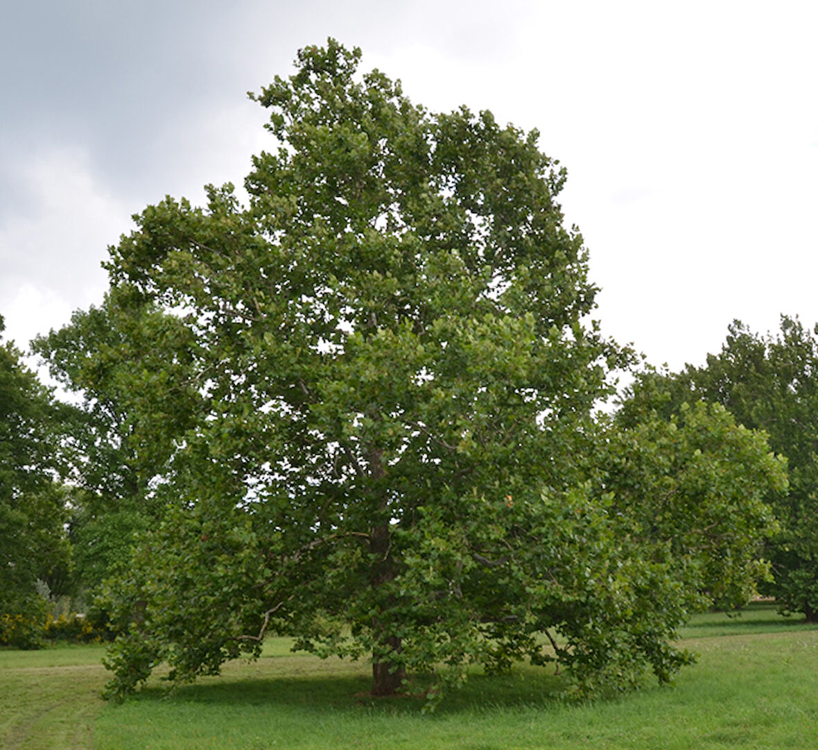 Batı Çınarı Fidanı Platanus Occidentalis