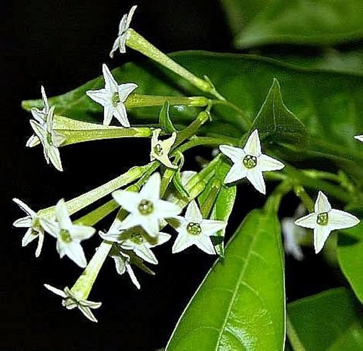 Melisa Çiçeği Cestrum Nocturnum 5 Adet