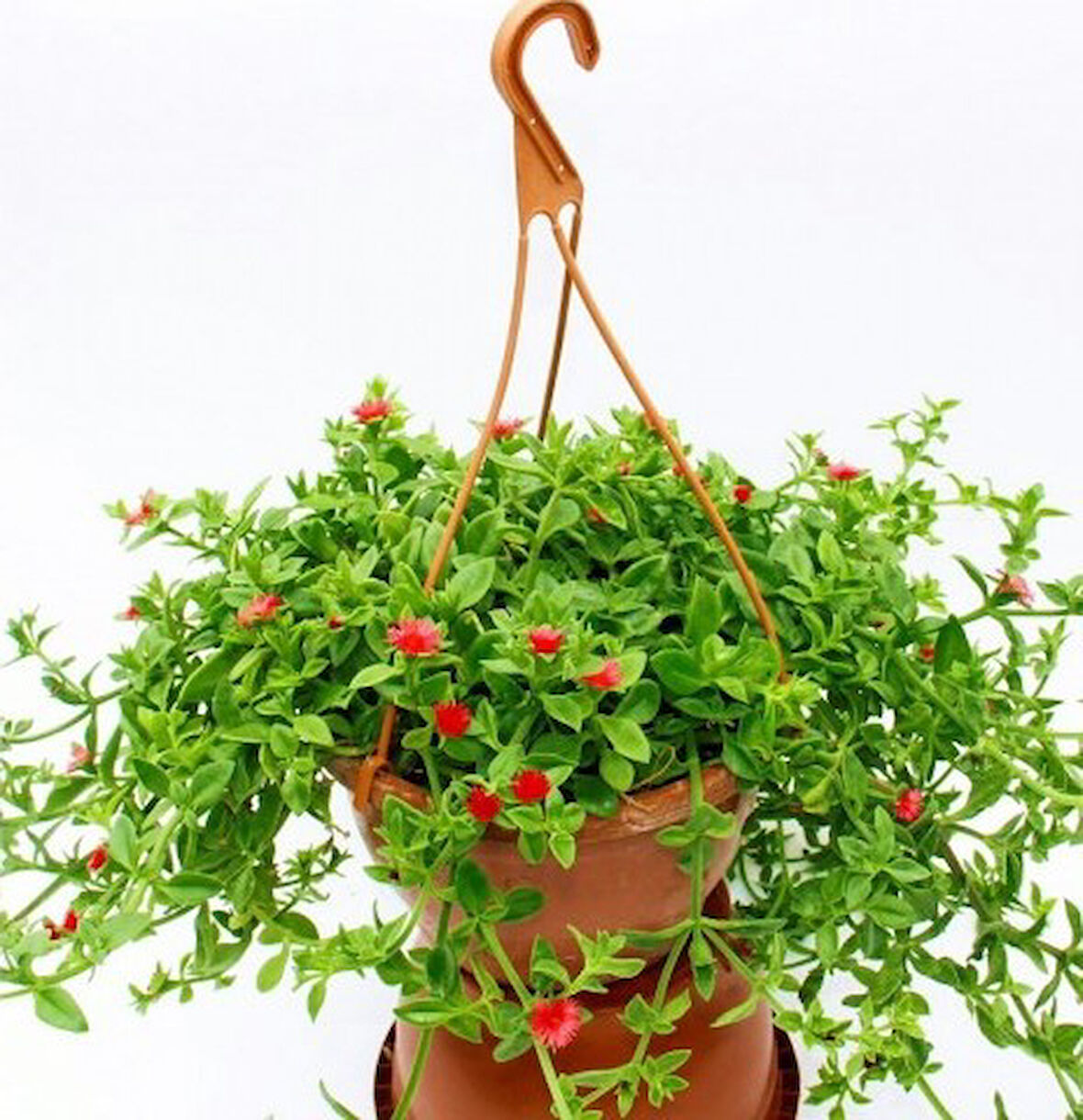 Buz Çiçeği Mesenbryanthemum Albatum Askılı Saksıda 5 Adet