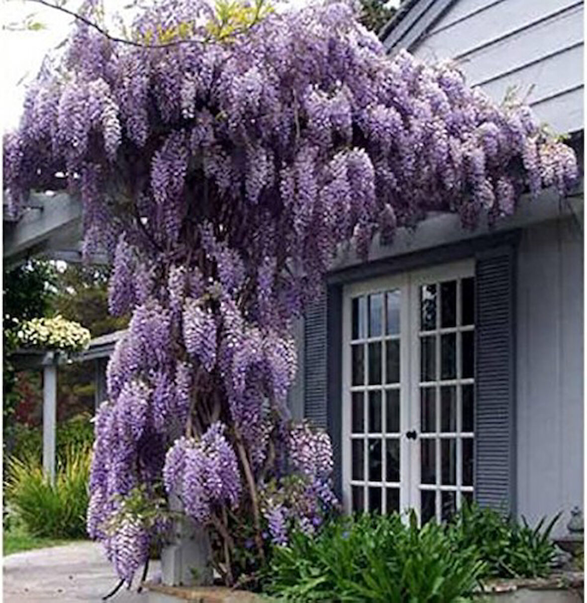 Mor Salkım Fidanı Wisteria Sinensis 80-100 cm 2 Adet