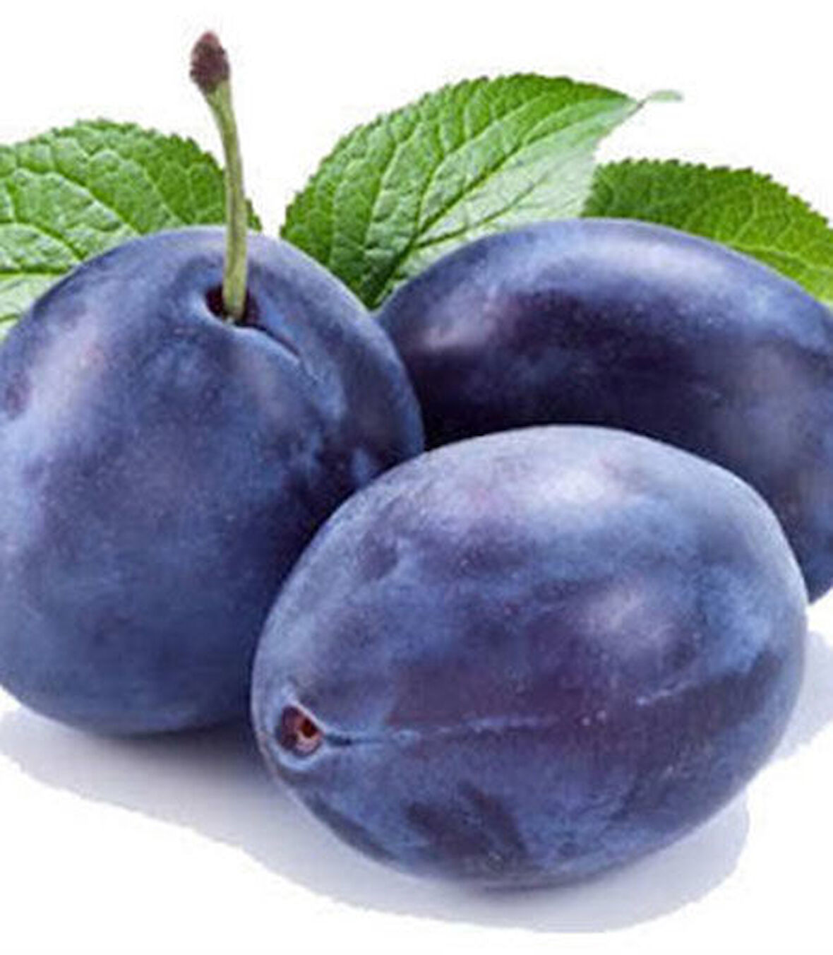 Stanley Birton Erik Fidanı - Tüplü ve Aşılı 3 Adet