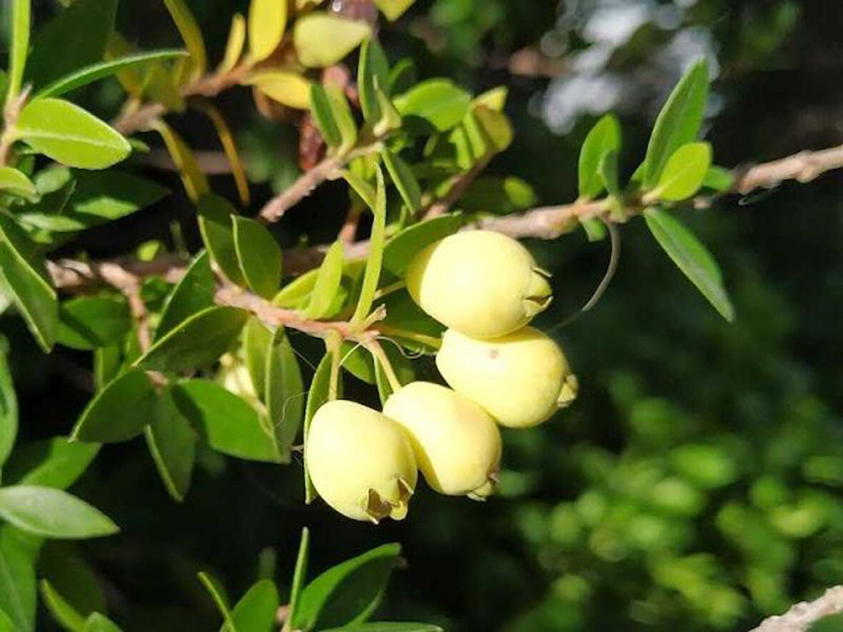 Murt Ağacı Myrtus Communis