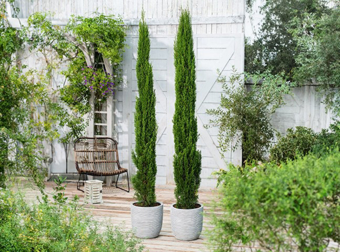 Akdeniz Servisi (Cupressus Sempervirens) 100 cm 3 Adet