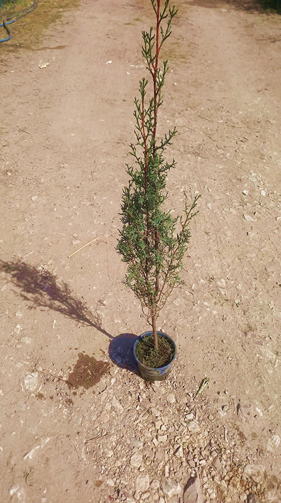 Kabir Ağacı Mezarlık Çamı 100 cm 2 Adet