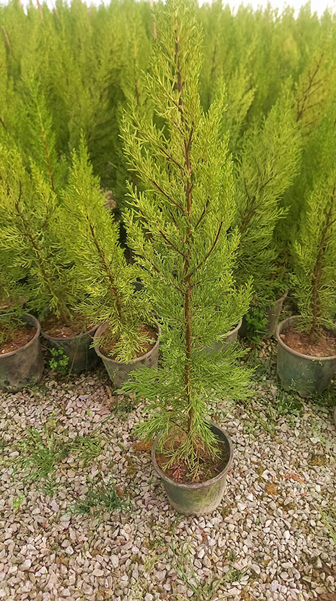 Limoni Servi (Cupressus Macrocarpa Goldcrest) 50-70 cm 3 Adet