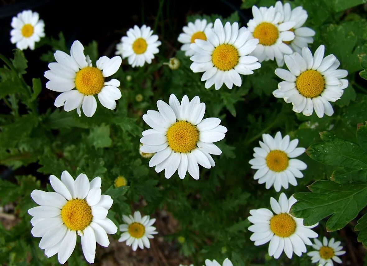 Papatya Çiçeği - Chamomillae Romanae 10 Adet