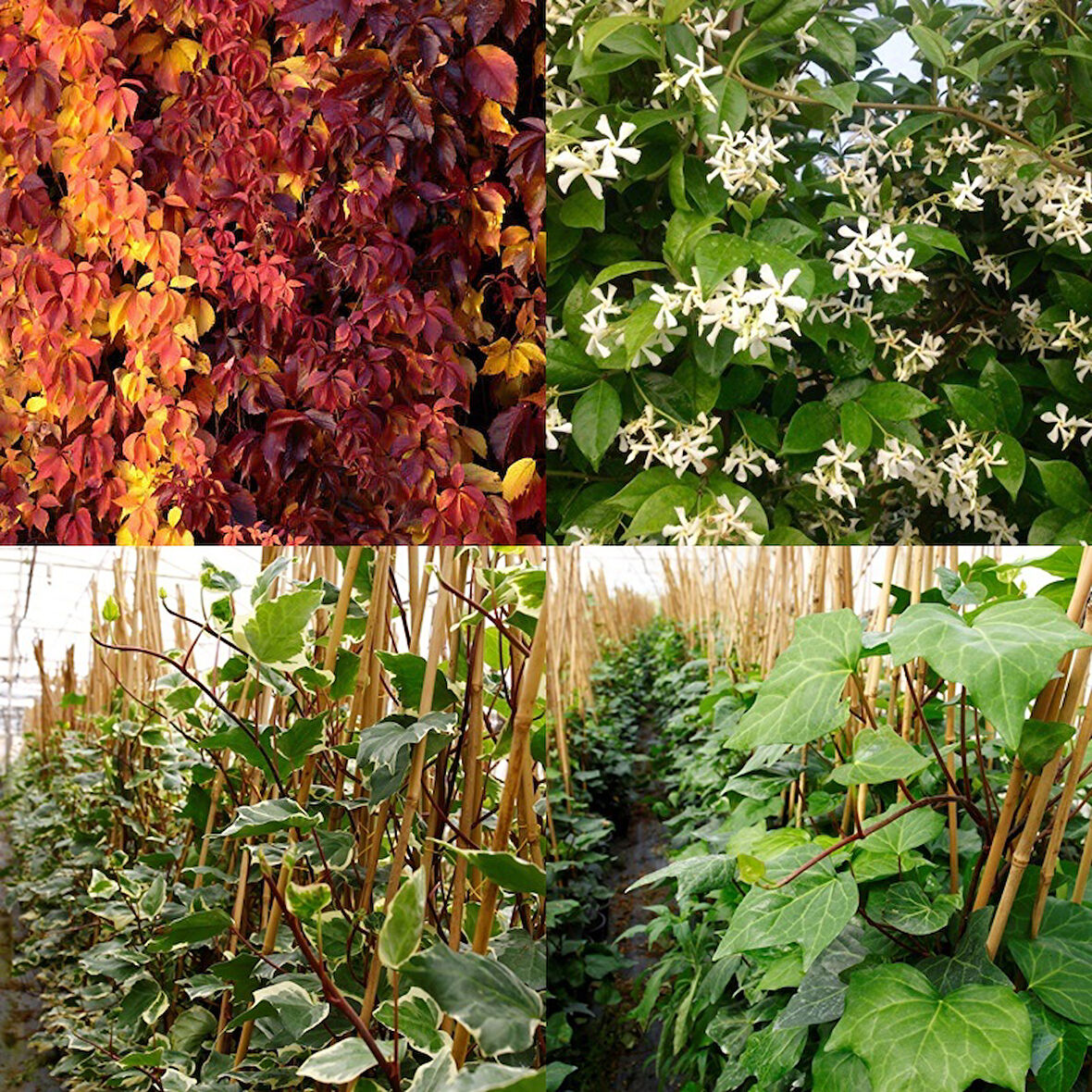 Sarılıcı Bitki 4 Çeşit   Amerikan Sarmaşığı - Yasemin - Yeşil Hedera ve Alacalı Hedera