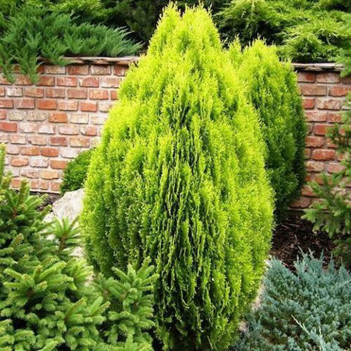 Altuni Mazı  Fidesi 15-20 cm 50 Adet Thuja orientalis 'Aurea' Nana