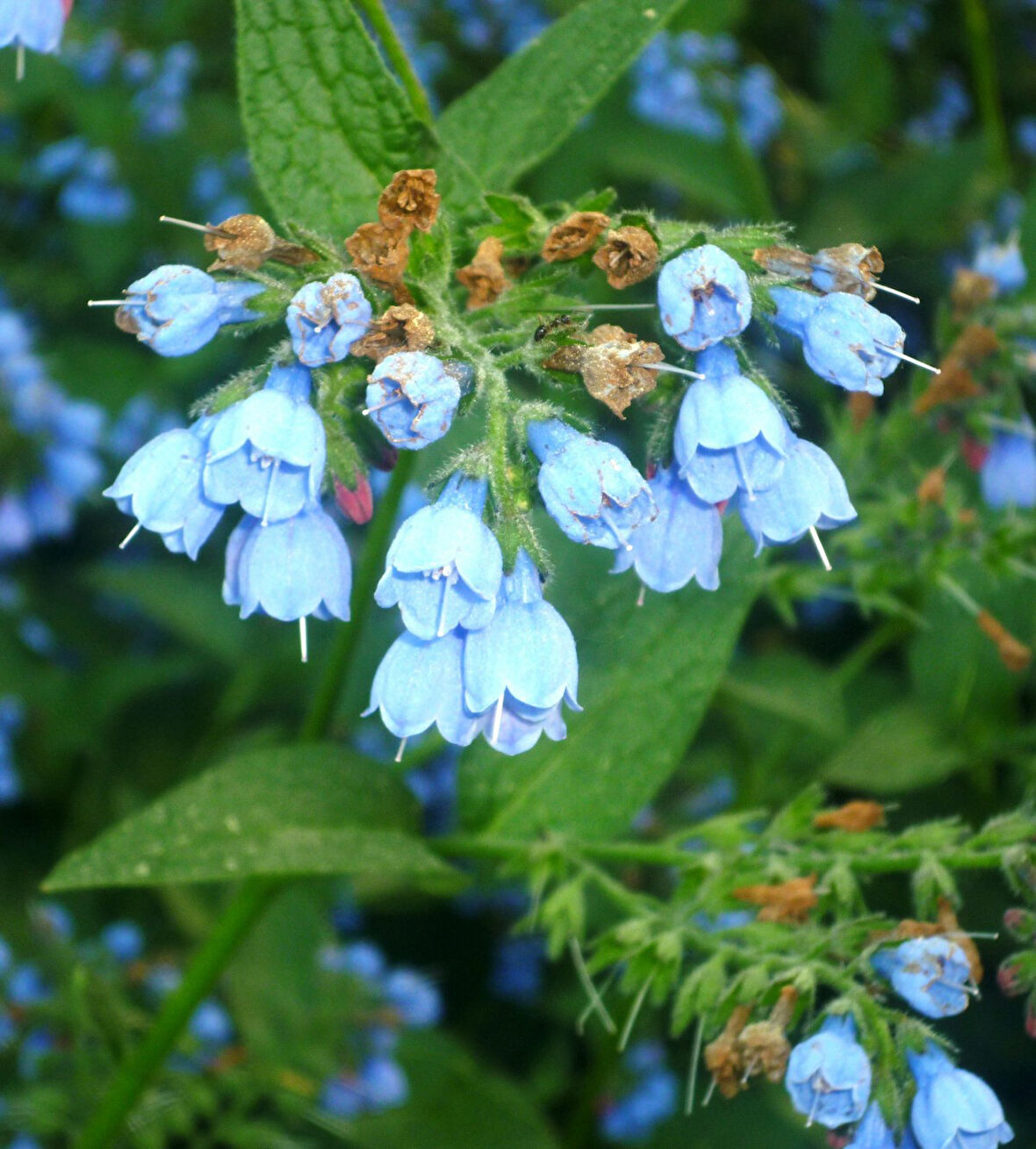 Karakafes Otu Symphytum Officinale 3 Adet