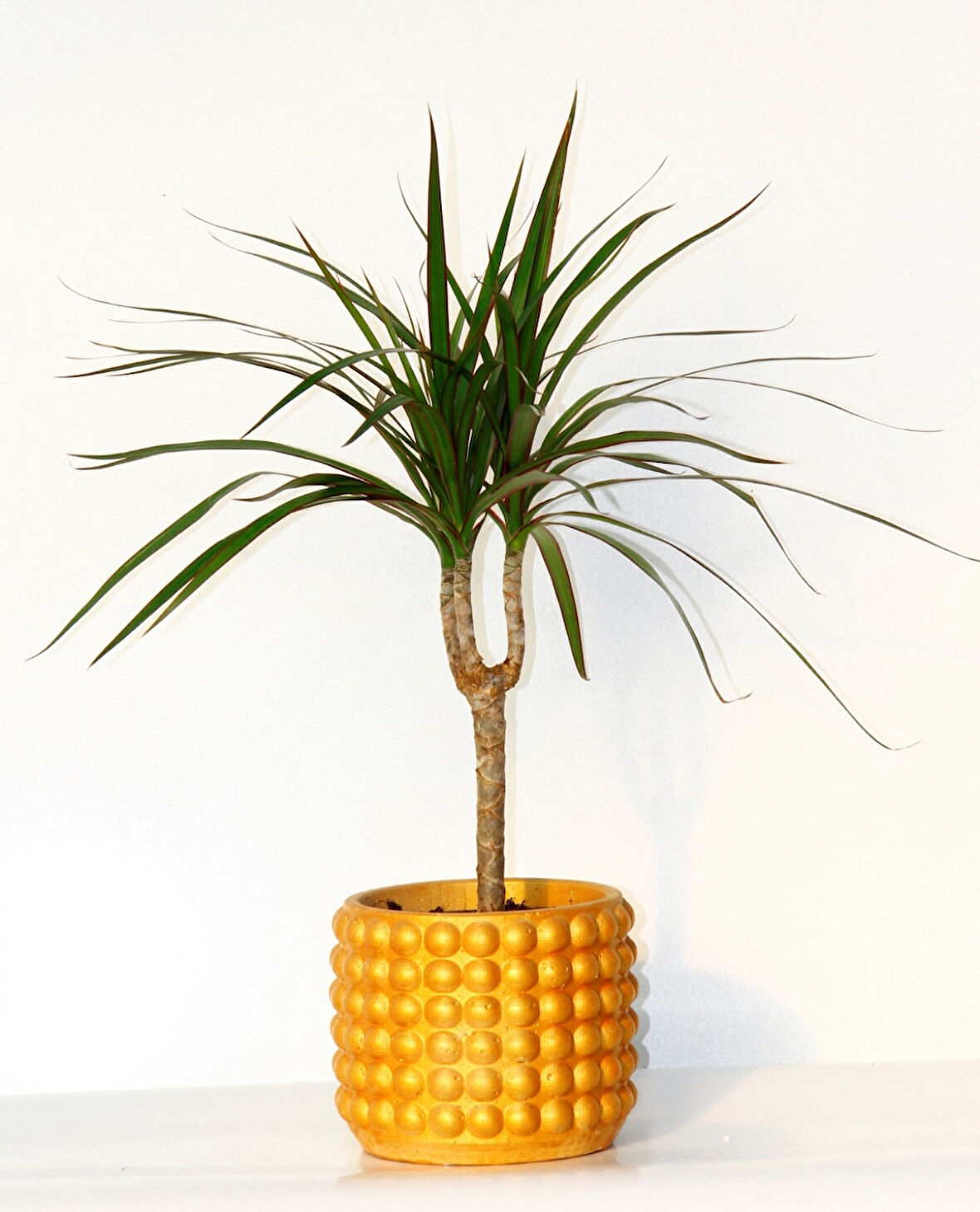 Madagaskar Dragon Ağacı – Dracaena Marginata 40 cm Turuncu Saksıda