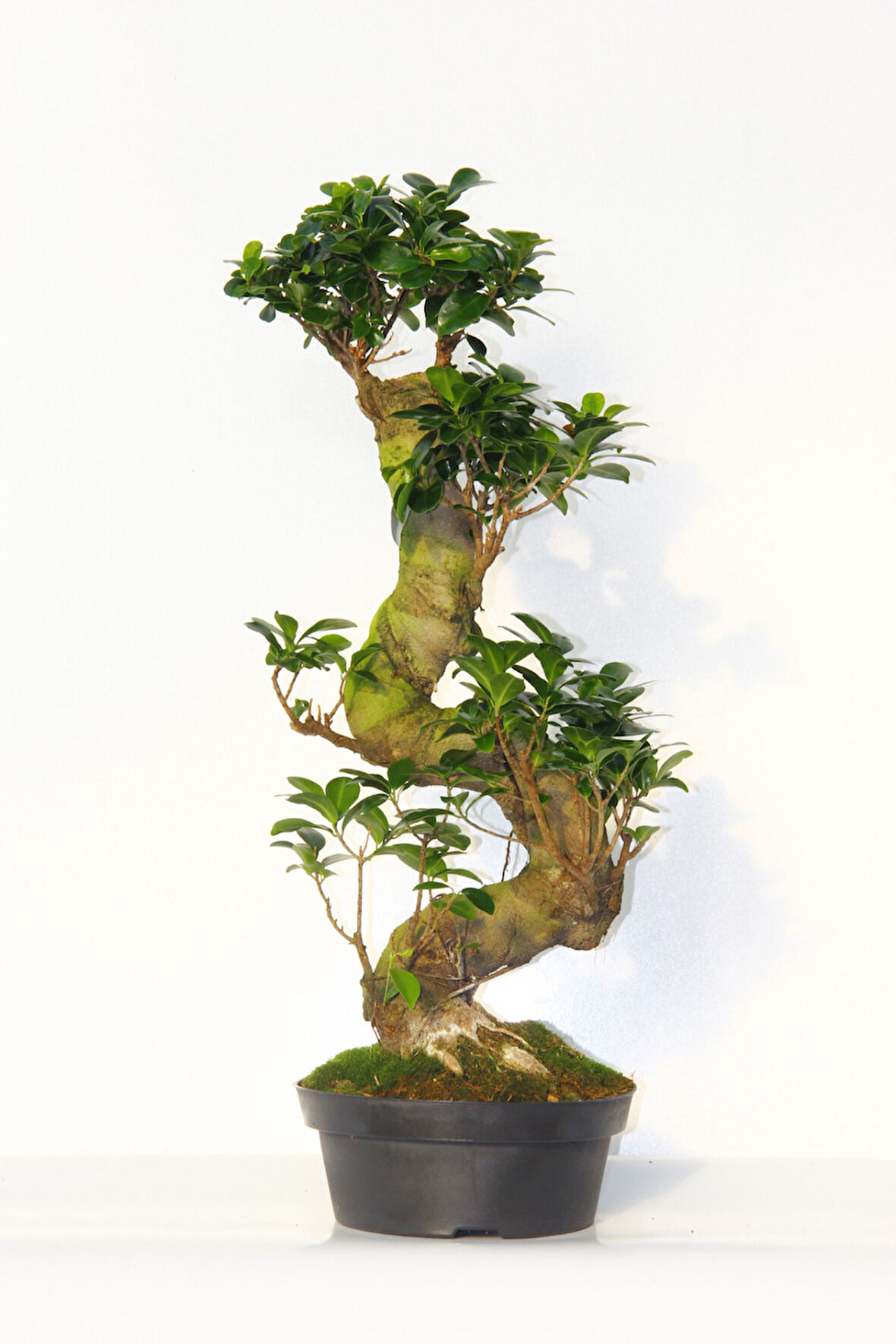 Ficus Bonsai S Form 60 -80 Cm