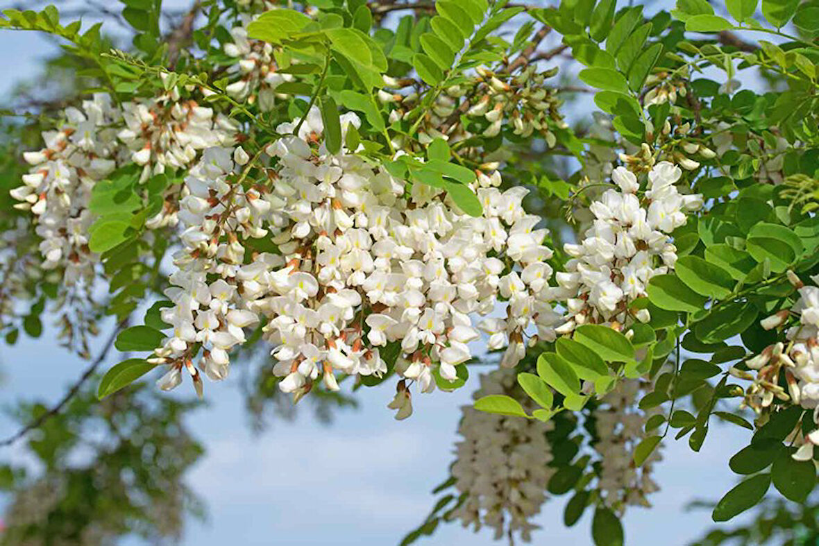 Akasya Fidanı Beyaz Çiçekli  – Yalancı Akasya - Robinia pseudo-acacia 2 Adet