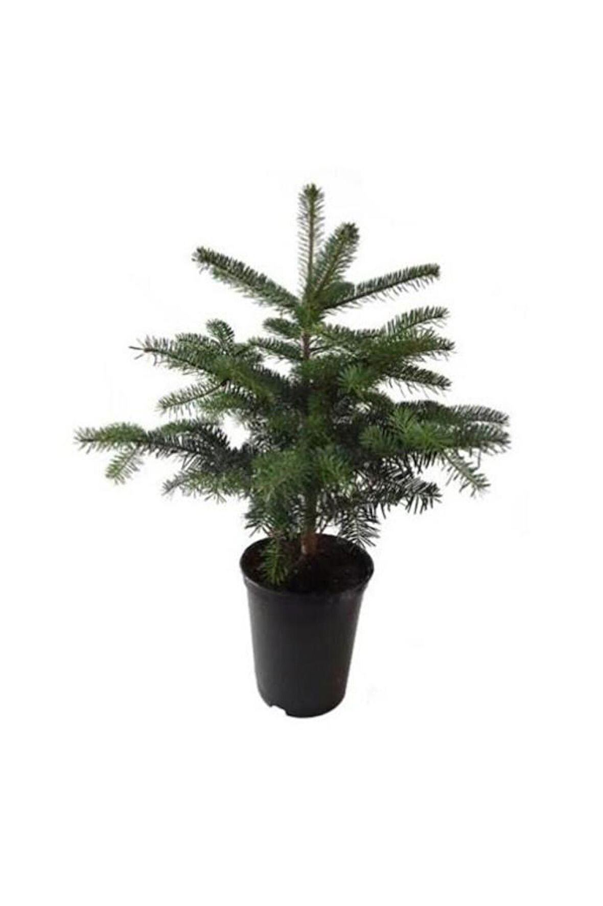 Göknar Köknar Çam Fidanı 7 Yaş 80-120 Cm Abies Cilicica