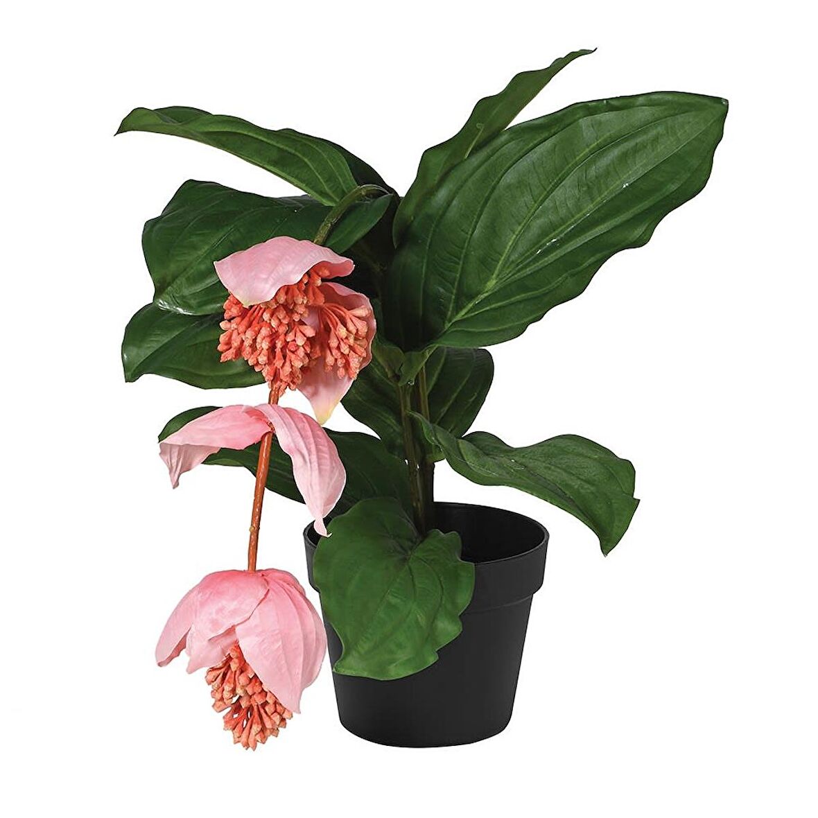 Medine Gülü (Medinilla Magnifica)