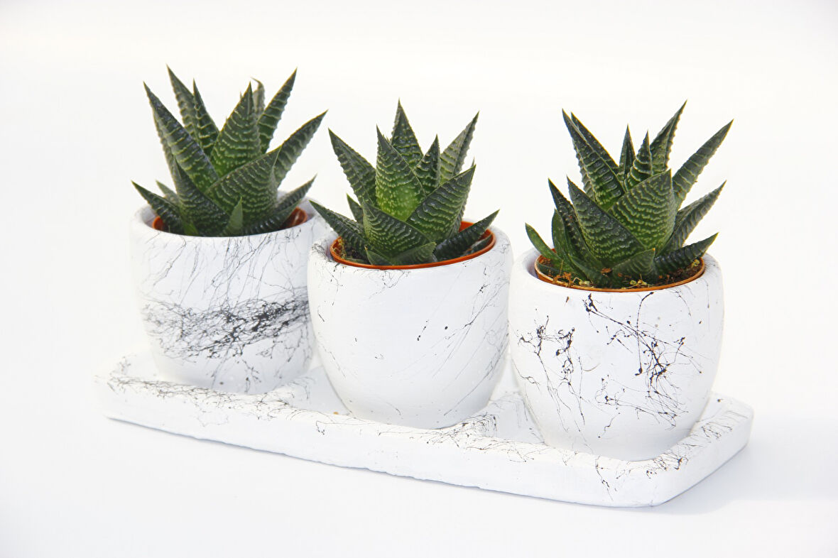 HAWORTHİA TRİO HEDİYELİK SET - 3'lü Limifolia