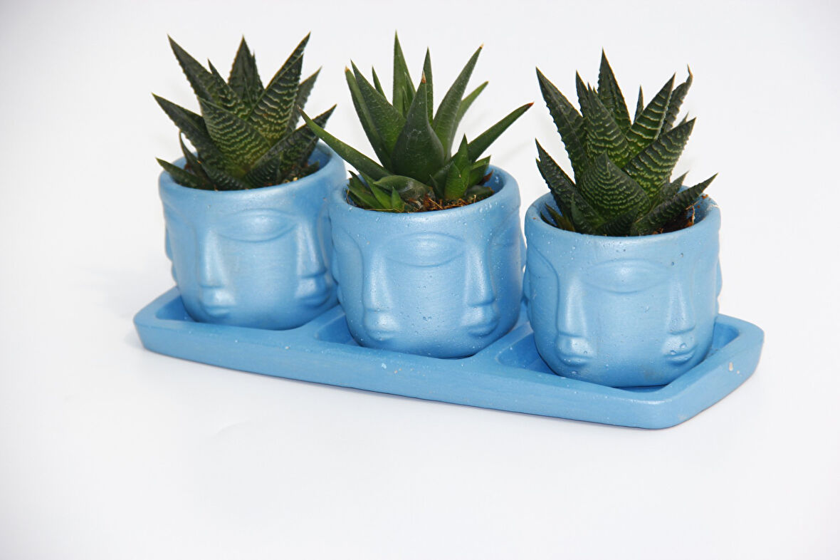 TRİO MAVİ ADLER SUKULENT SETİ - Haworthia Limifolia, Rigida