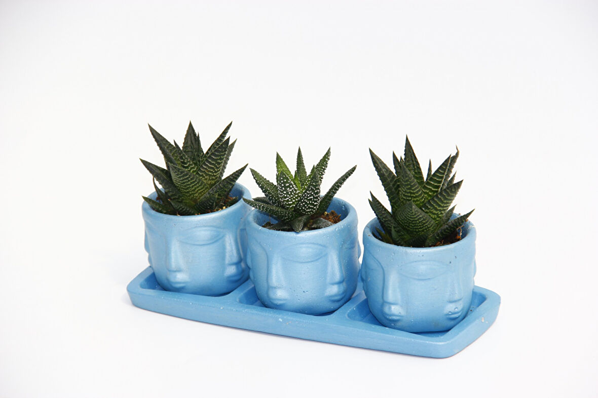 TRİO MAVİ ADLER SUKULENT SETİ - Haworthia Limifolia, Pumila