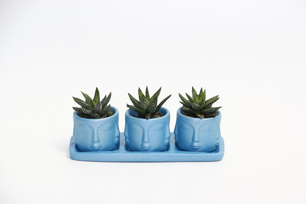 TRİO MAVİ ADLER SUKULENT SETİ - Haworthia Pumila
