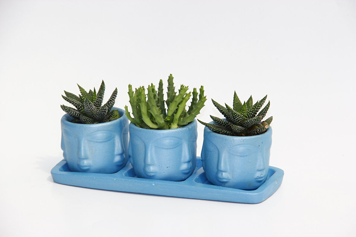 TRİO MAVİ ADLER SUKULENT SETİ - Haworthia, Huernia