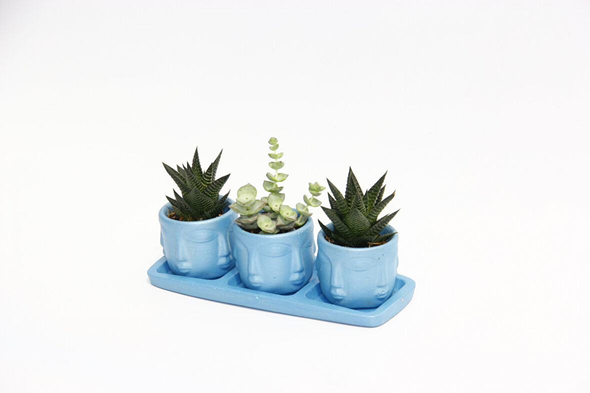 TRİO MAVİ ADLER SUKULENT SETİ - Haworthia Limifolia, Crassula Perforata