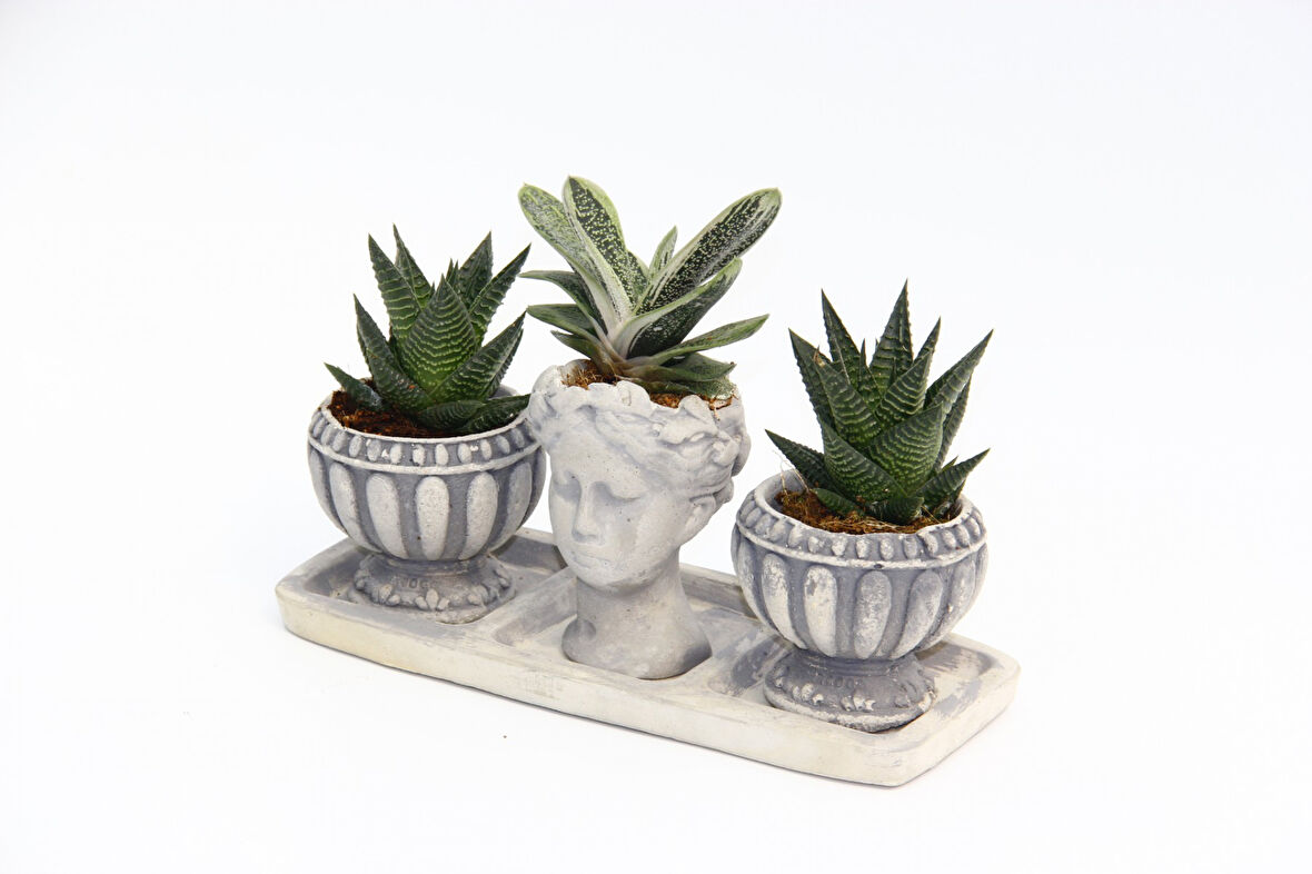 TRİO HELEN GRİ SUKULENT SETİ - Haworthia Limifolia, Gasteria
