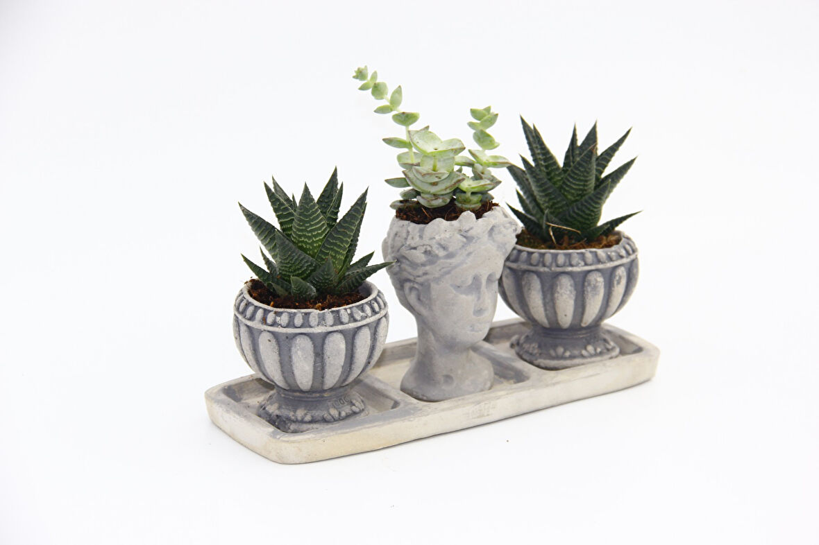 TRİO HELEN GRİ SUKULENT SETİ - Haworthia Limifolia, Echeveria