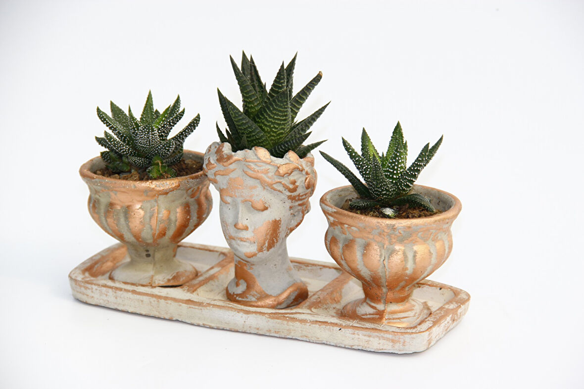TRİO HELEN ORANGE SUKULENT SETİ - Haworthia Pumila, Limifolia