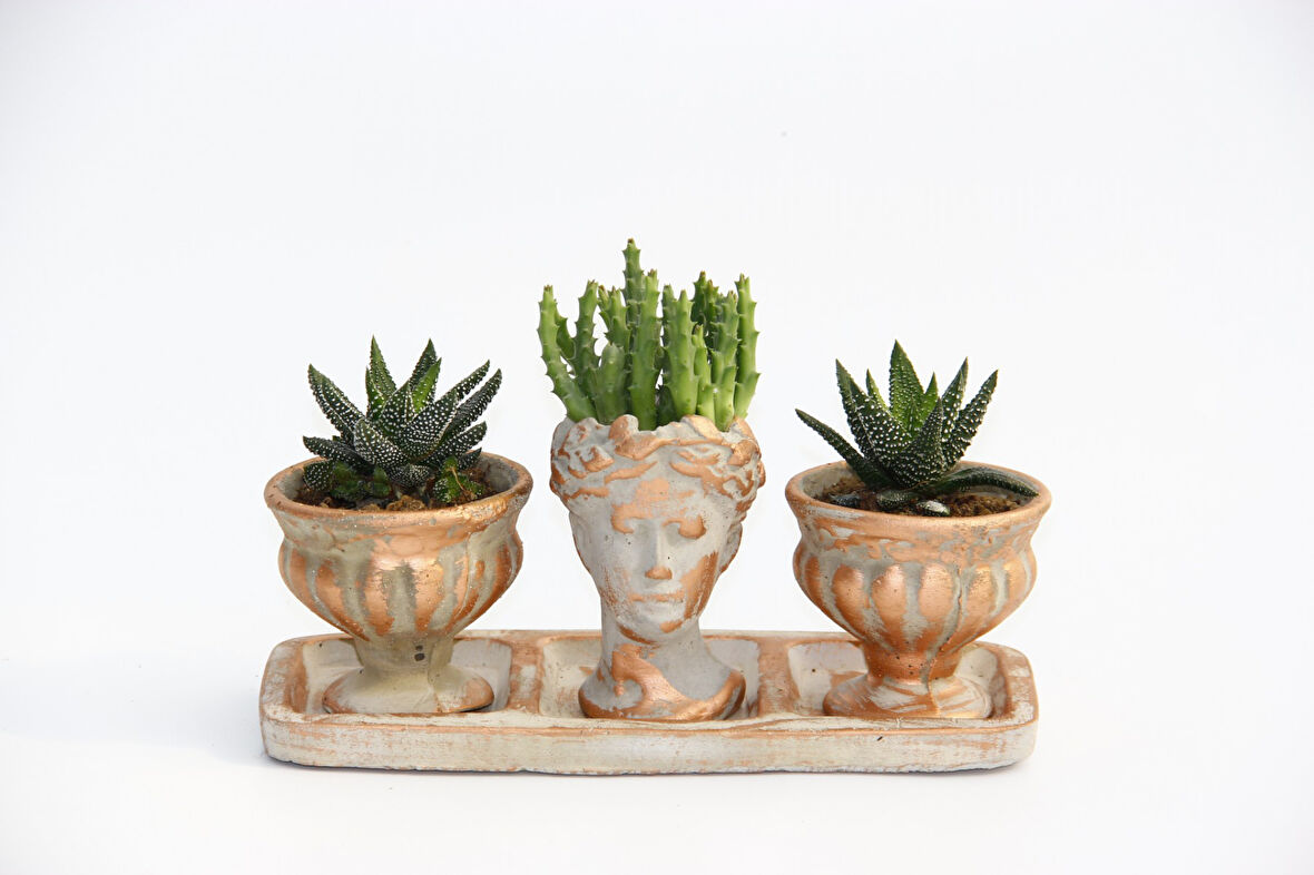 TRİO HELEN ORANGE SUKULENT SETİ - Haworthia Pumila, Huernia