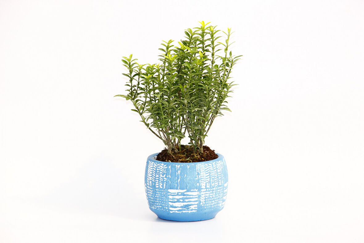 BONSAİ EUONYMUS MİCROPHYLLUS - HEDİYELİK ARKAİK SAKSIDA MAVİ