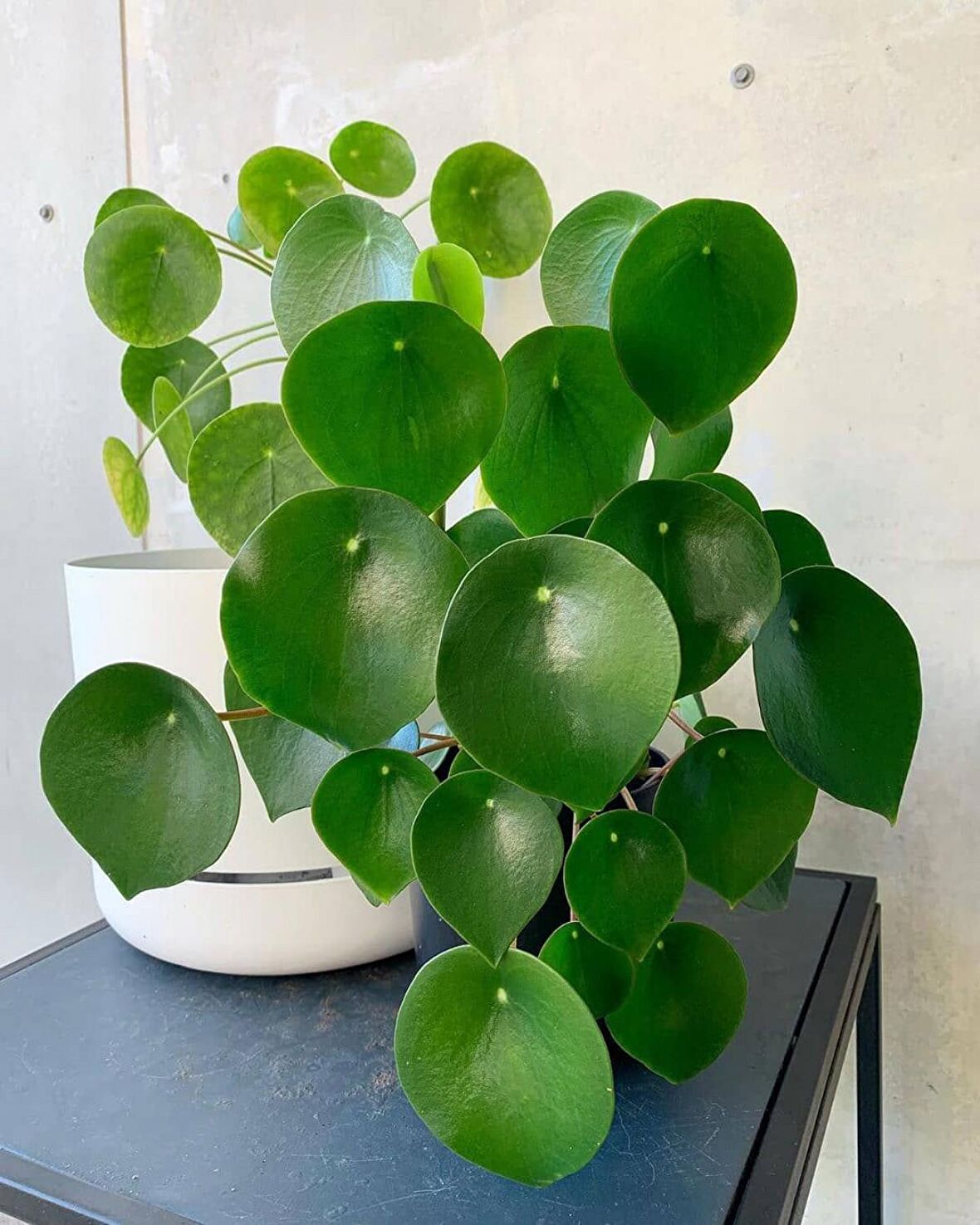 Pilea Peperomioides - Para Bitkisi 20-40 cm