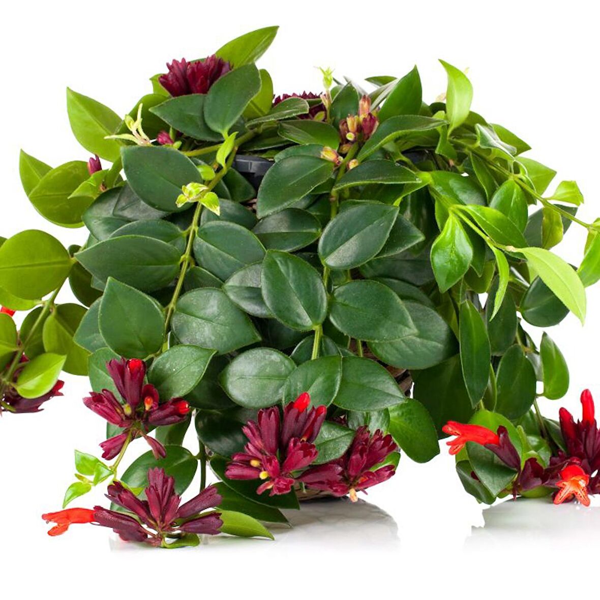 Ruj Çiçeği (Aeschynanthus) - Askılı Saksıda