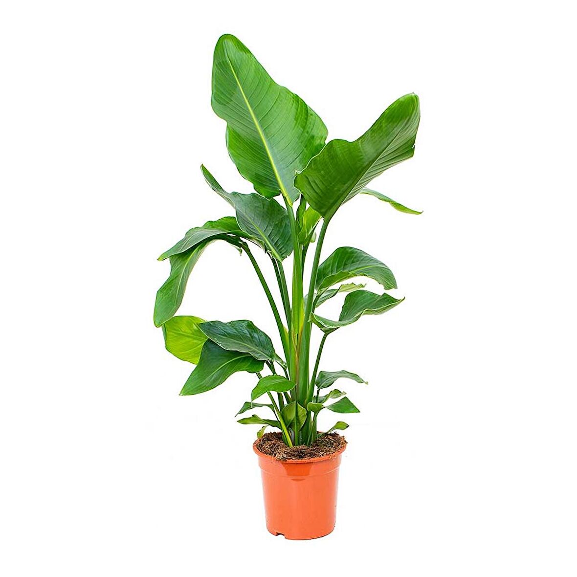 Starliçe (Cennet Kuşu Çiçeği) Strelitzia Nicolai - 60 cm 2 Adet