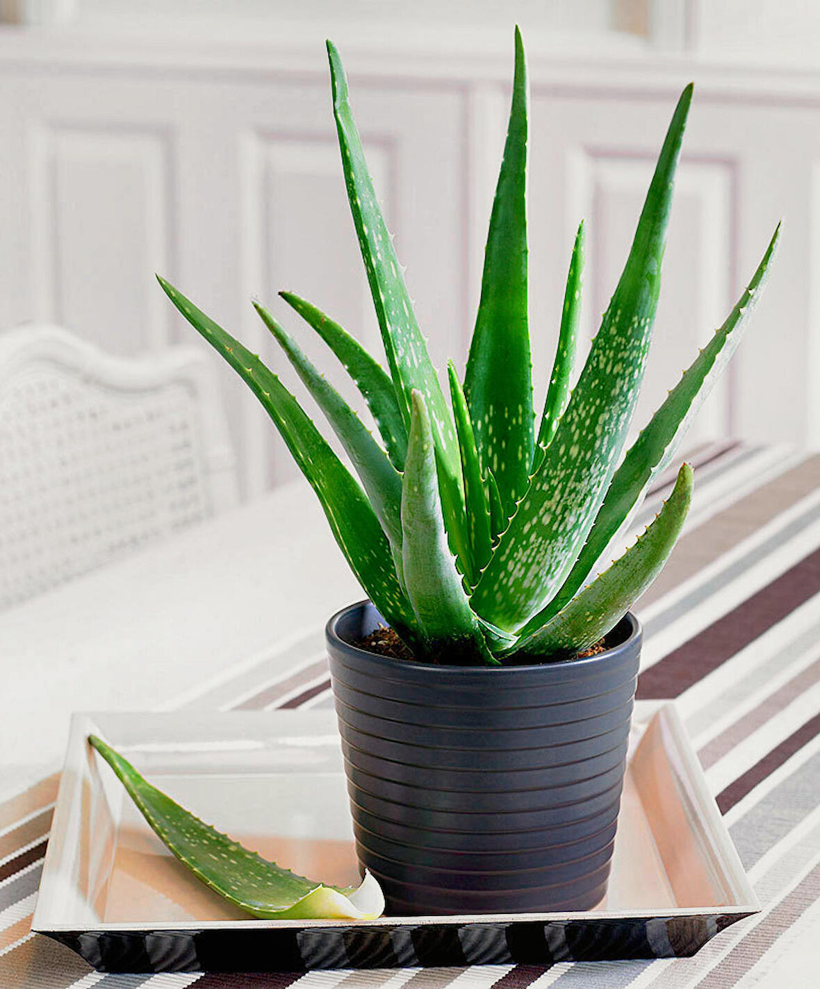 Aloe vera – Sarı sabır