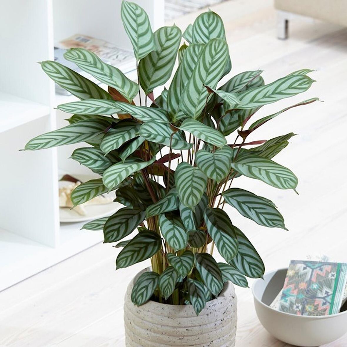 Calathea Ctenanthe Setosa (Dua Çiçeği) 20-40 cm