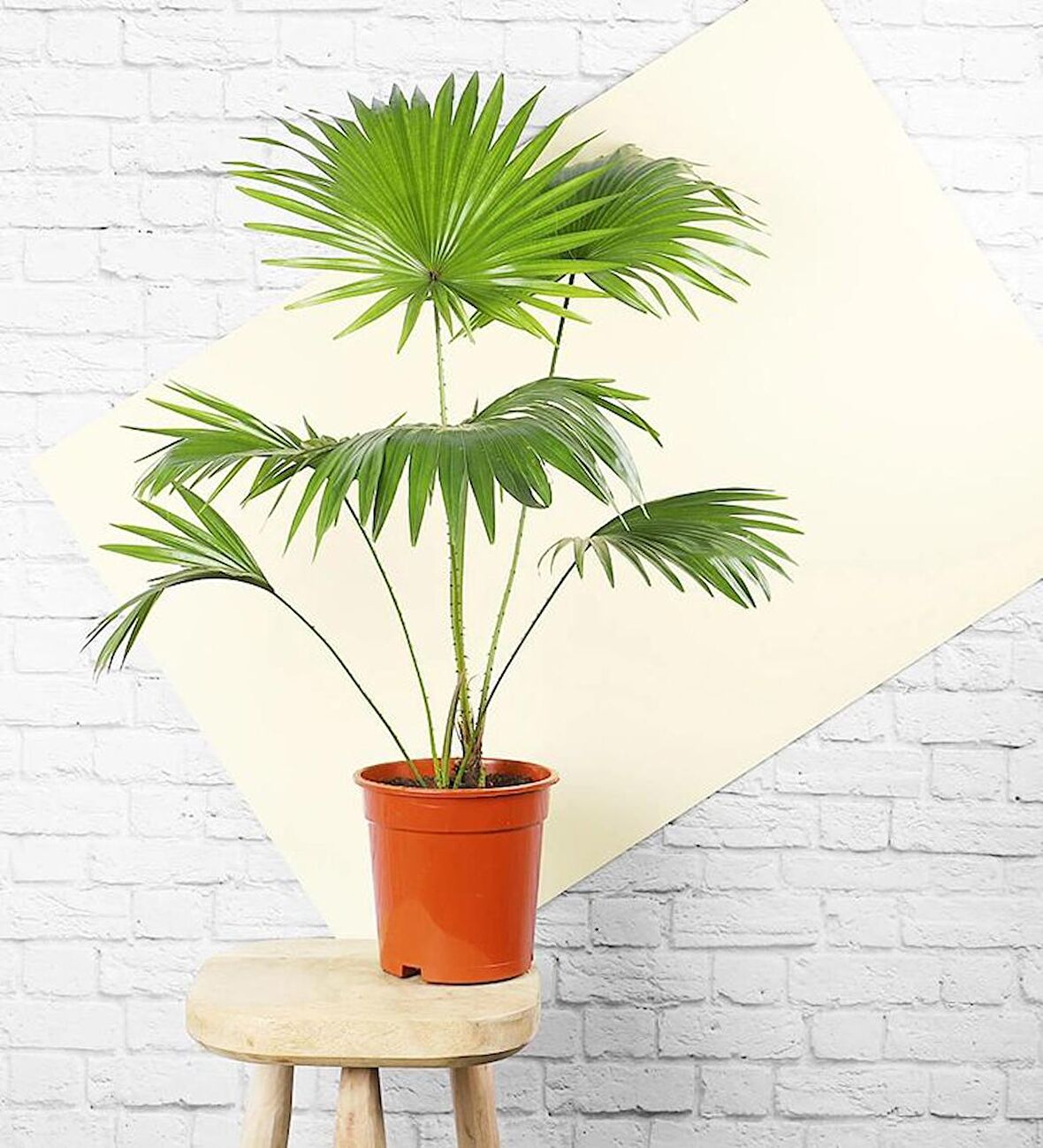 Salon Palmiyesi (Livistona Rotundifolia)