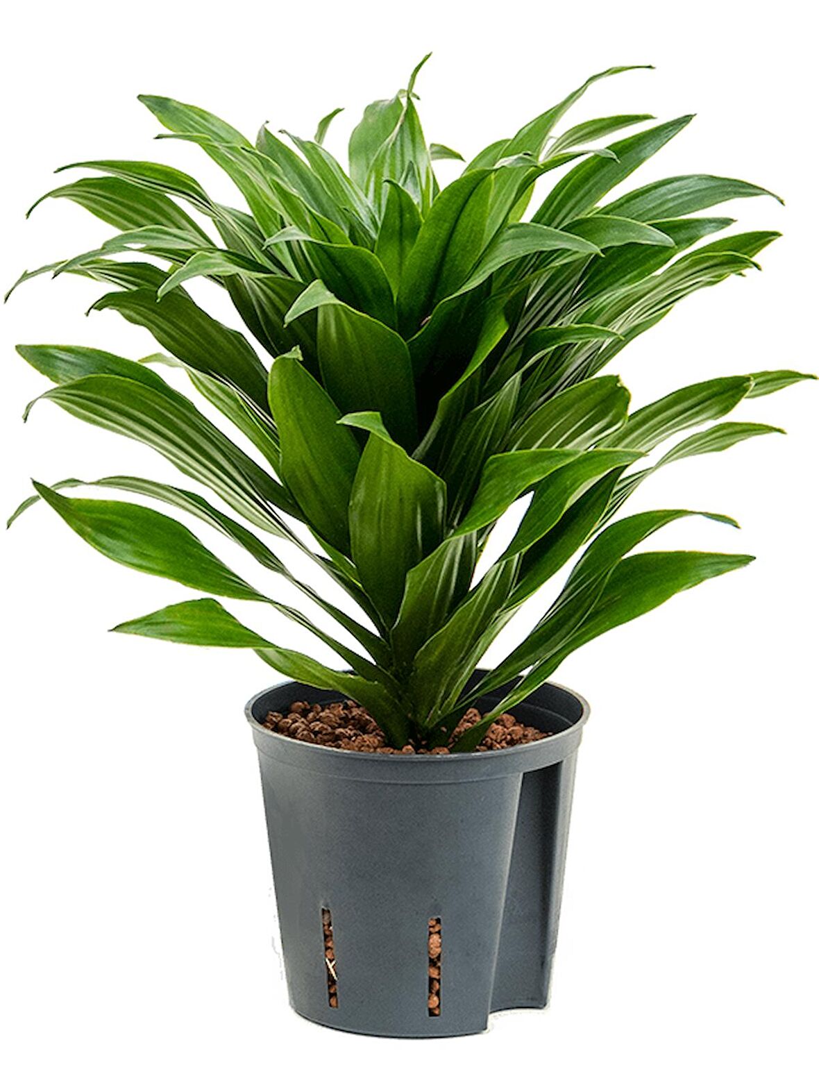 Draceana Compacta Tek Gövdeli