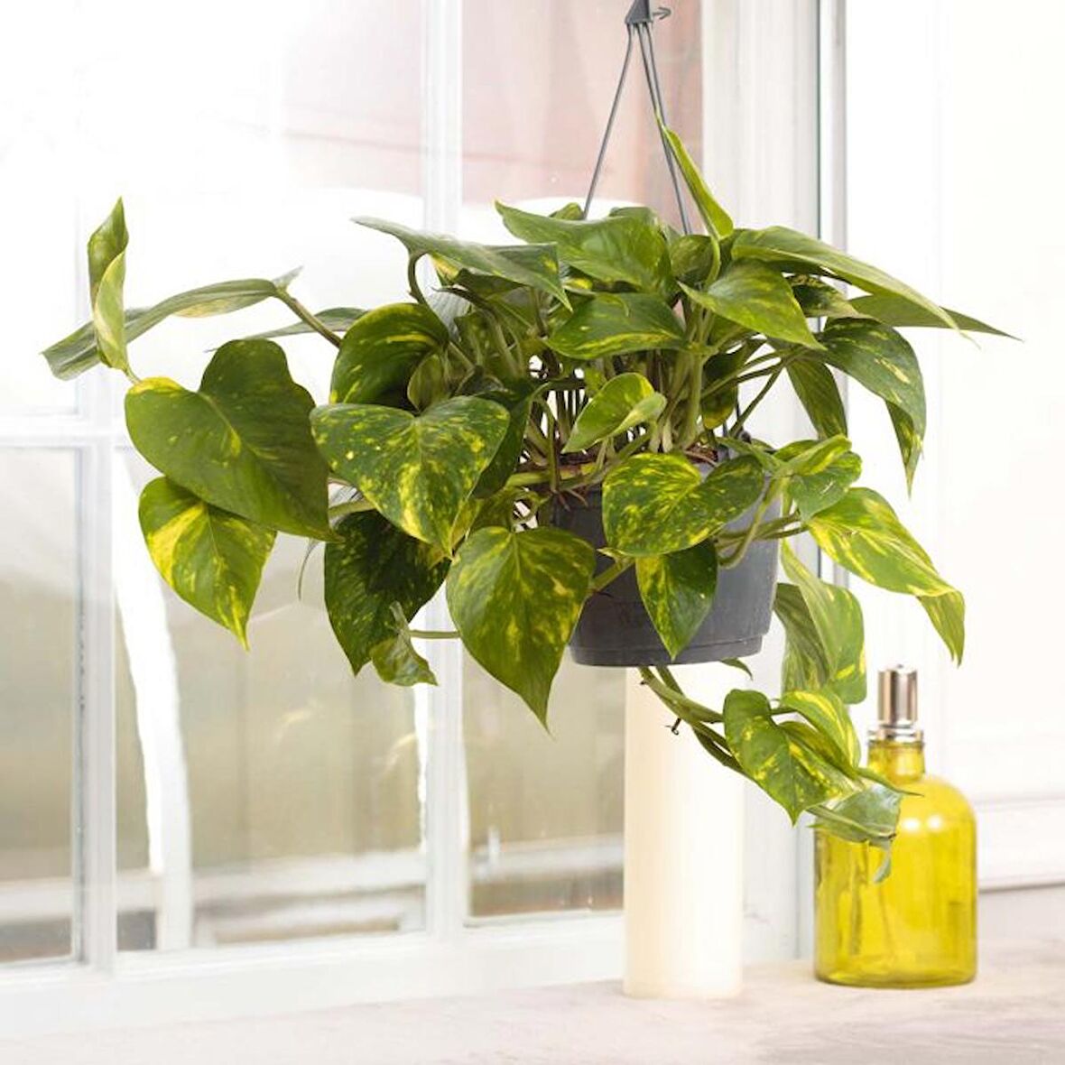 Askılı Saksıda Pathos Sarmaşığı