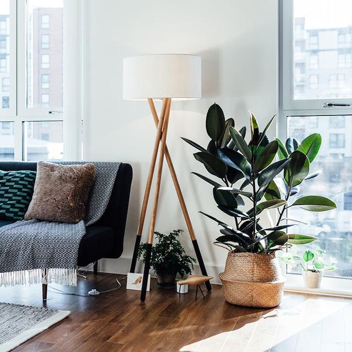 Kauçuk – Ficus Elastica 40- 60 cm