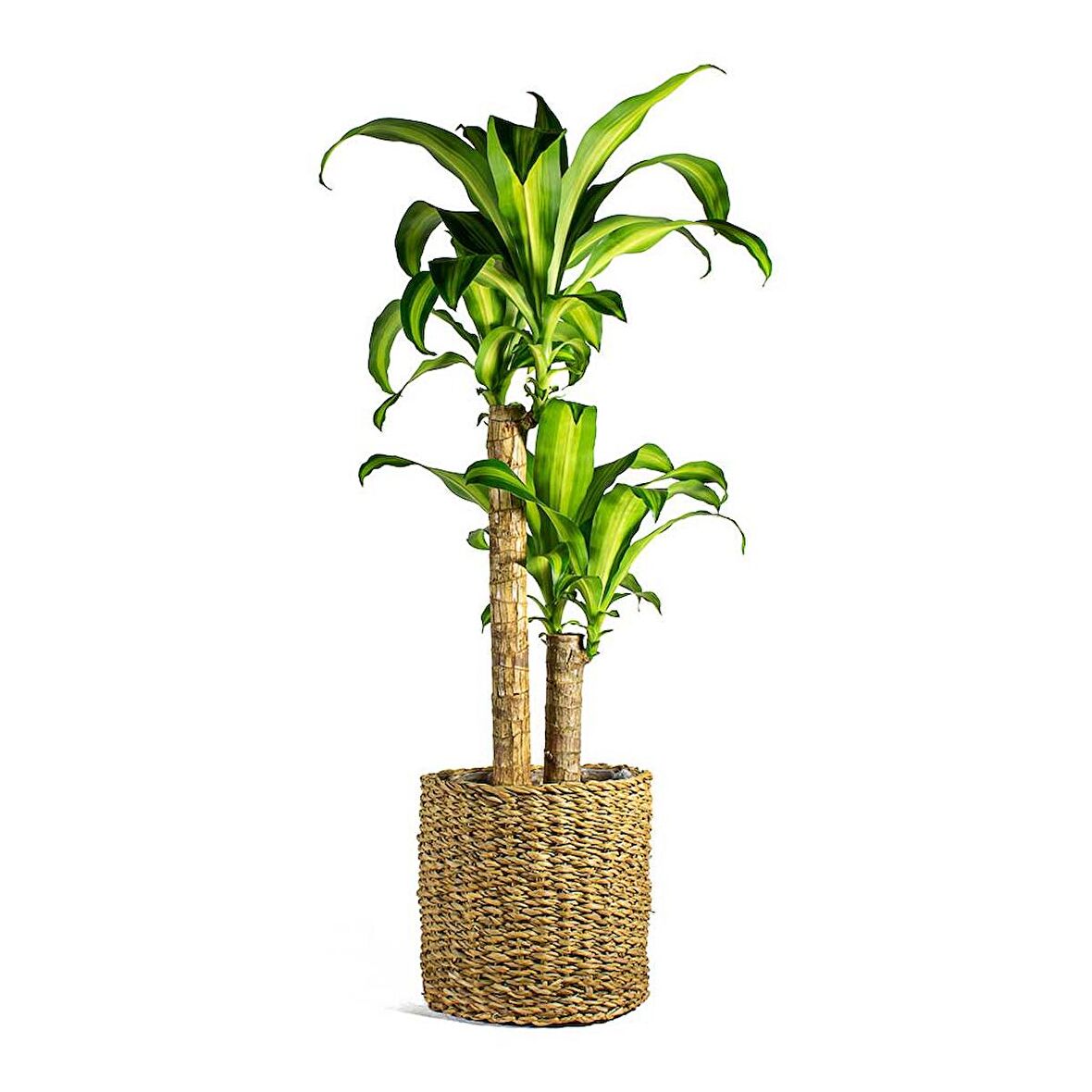 Dracena Massengena 2’li 100-120 cm
