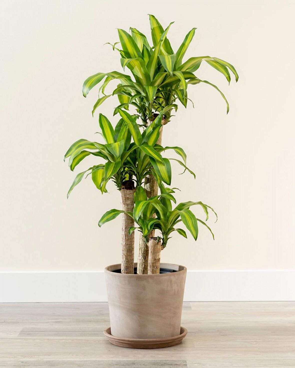 Dracena Massengena 3’lü 100-125 cm