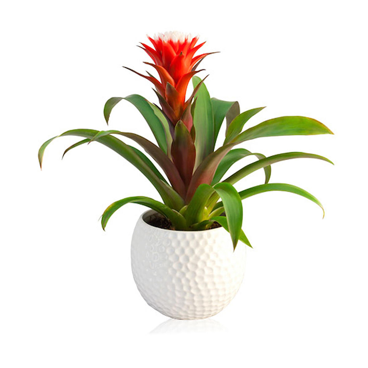 Guzmanya – Kırmızı Yıldız