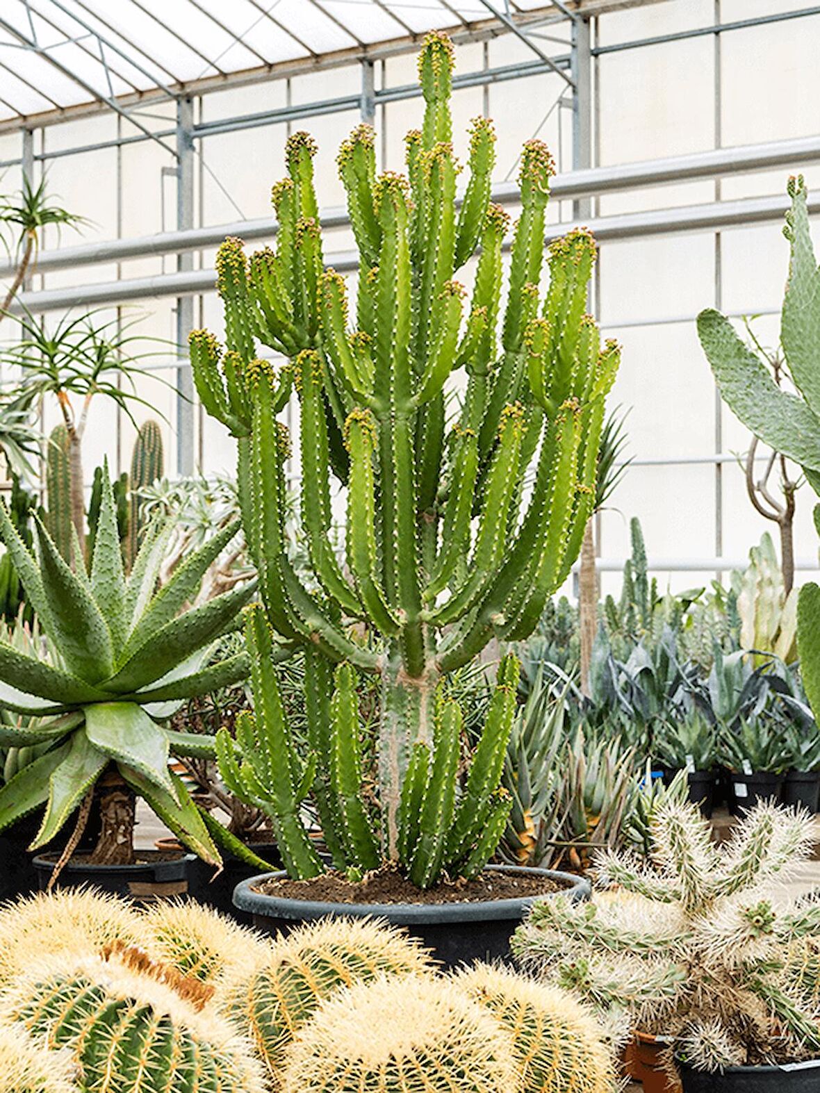 Süt Ağacı – Euphorbia trigona