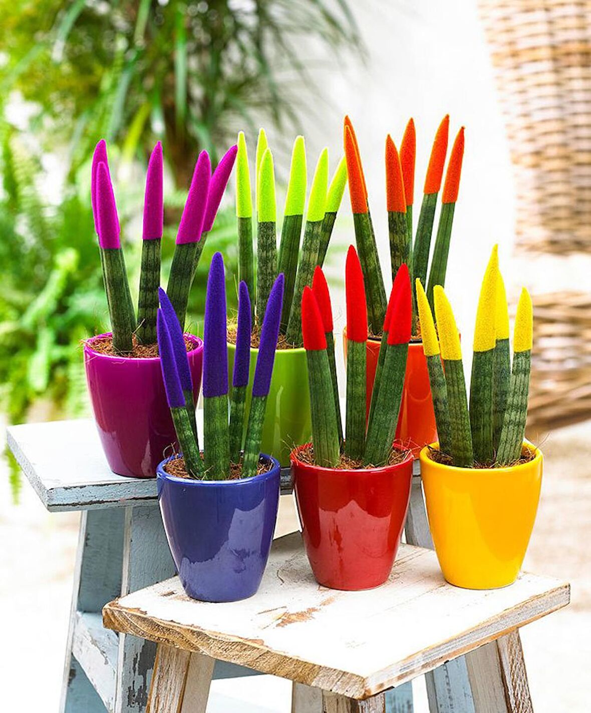 Renkli Paşa Kılıcı – Sansevieria Velvet