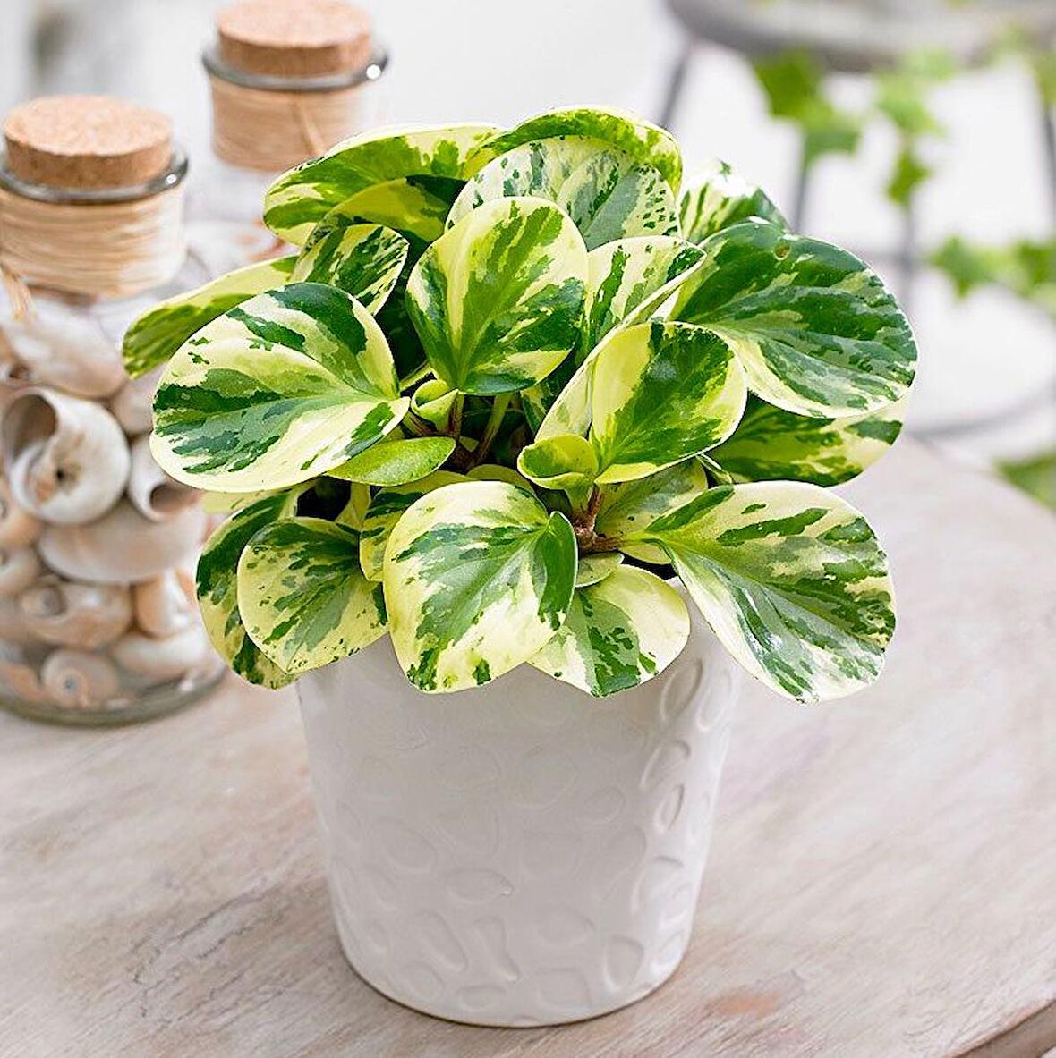 Alacalı Zümrüt Dalgası – Peperomia Obtusifolia